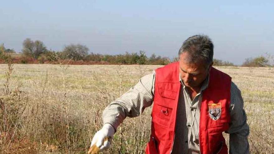 Un cazador, con una liebre encontrada muerta en el campo.