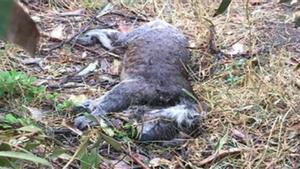 Un koala muerto en la tala de eucaliptus en Australia.