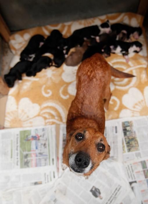 Perra con 12 cachorros en el albergue de animales