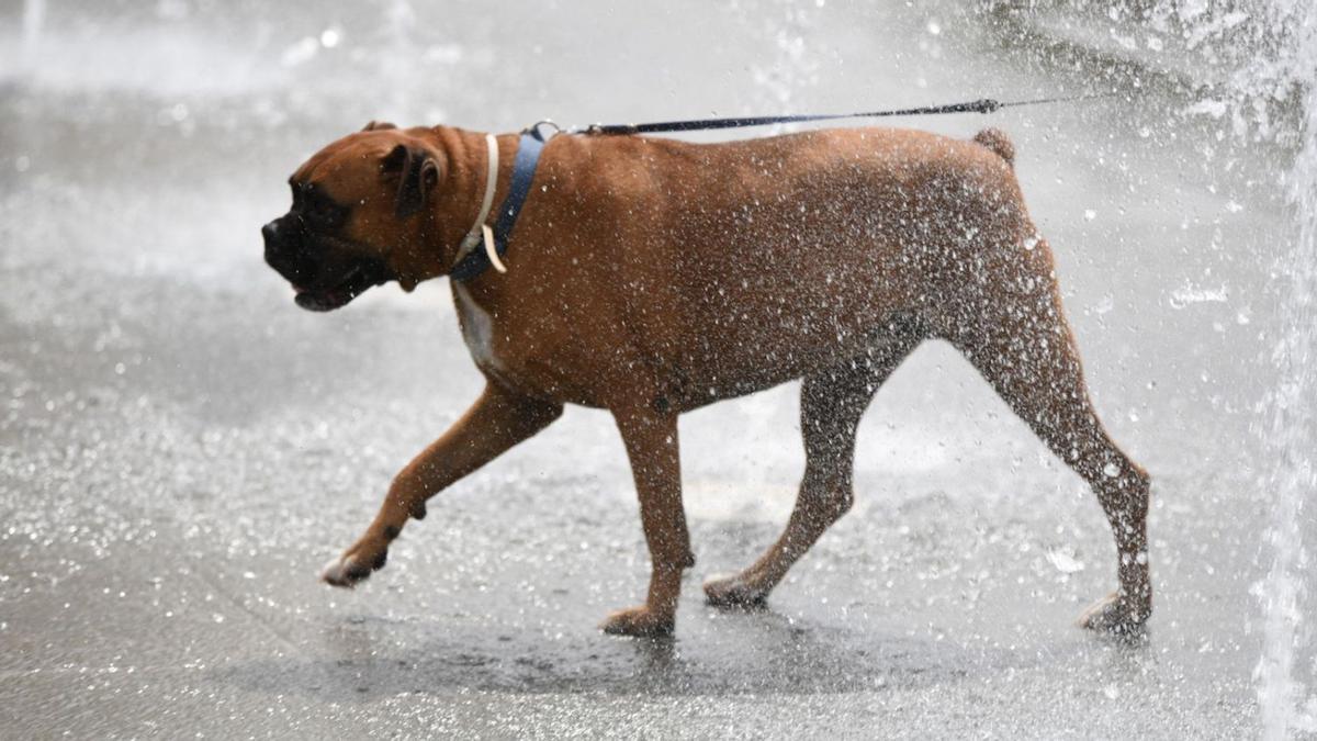 Eine kalte Dusche tut auch den Vierbeinern gut. Am besten aber gehen sie im Hochsommer nur morgens und abends Gassi.