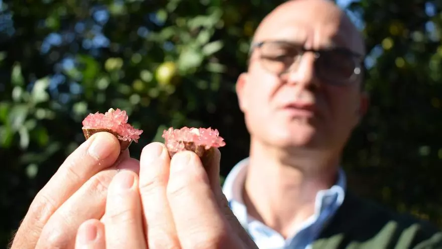José Manuel Bautista, copropietario de Gospa Citrus, explica su explotación en Mairena del Alcor