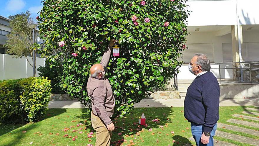 Trampas de avispa velutina colocadas junto al Concello.   | // L.O.