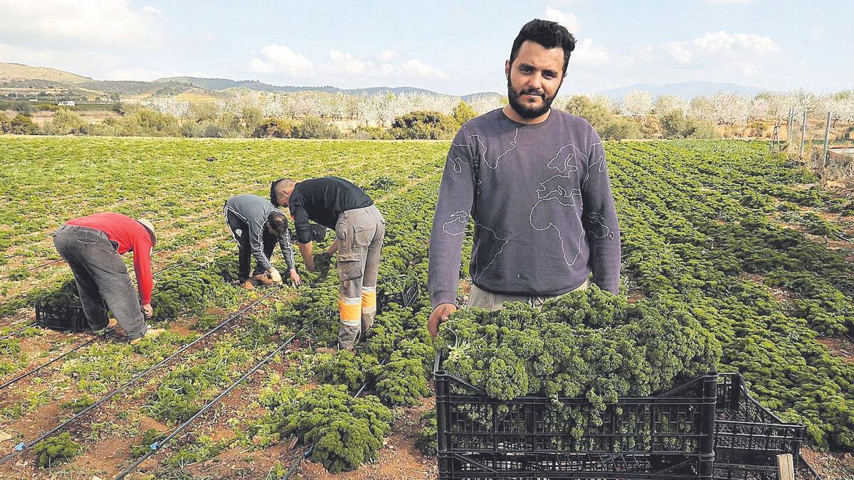 Nourdine Belazy (Marruecos) se dedica a la plantación de plantas herbáceas en Castelló