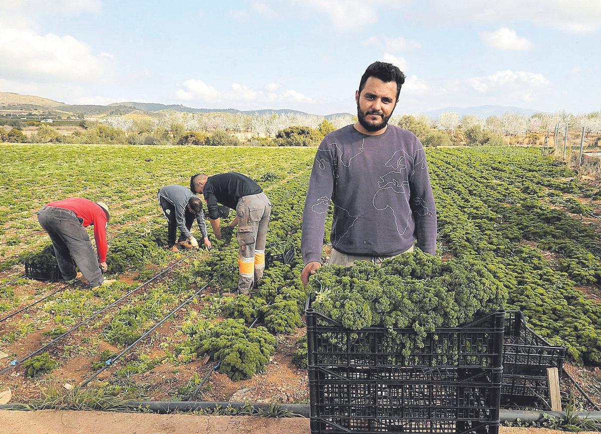 Nourdine Belazy (Marruecos) se dedica a la plantación de plantas herbáceas en Castelló