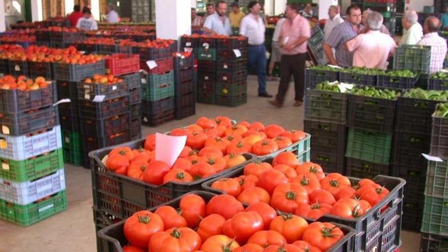 Más de 150 científicos analizan las enfermedades del tomate