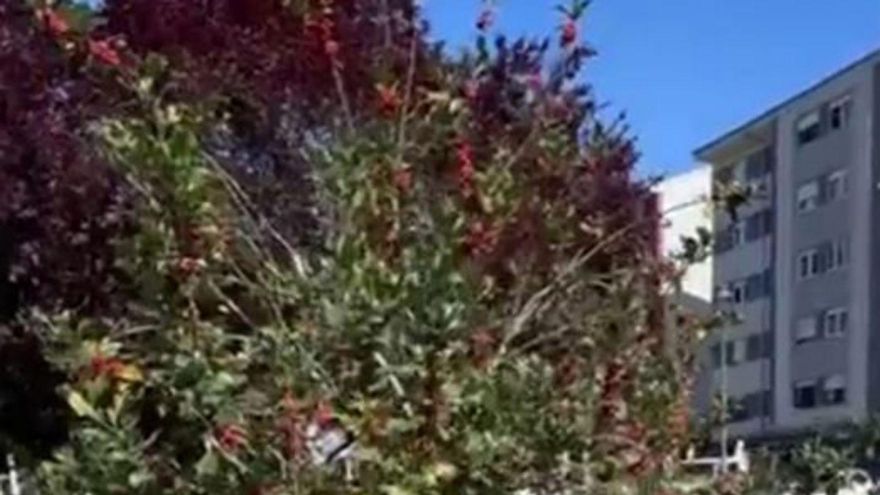 Urgen el traslado de un acebo en Versalles |