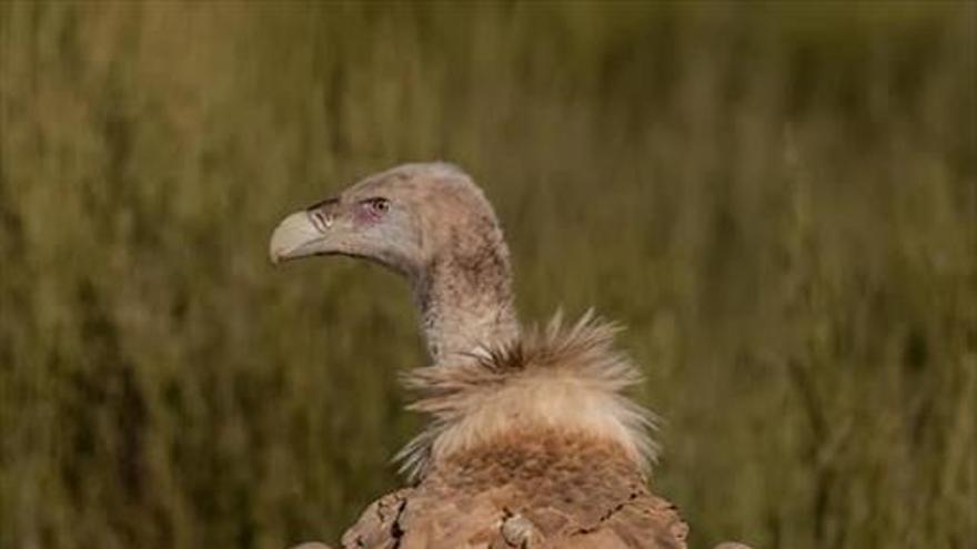 La localidad propicia el avistamiento de aves