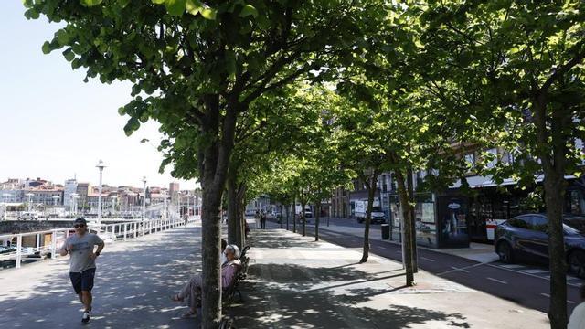 Arbolado en uno de los tramos de la zona de paseo de la calle Rodríguez San Pedro.