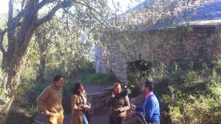 La plaga del «tomicus» afecta a 11 municipios de la Serra d'Espadà