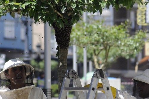 Un enjambre obliga a cerrar una calle de A Estrada