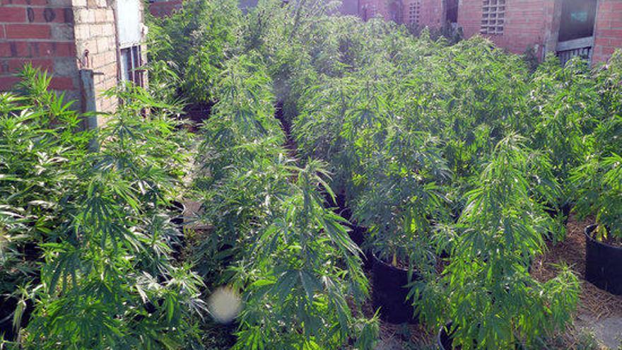 Detenen dos nois a Riumors per cultivar 1.742 plantes de marihuana