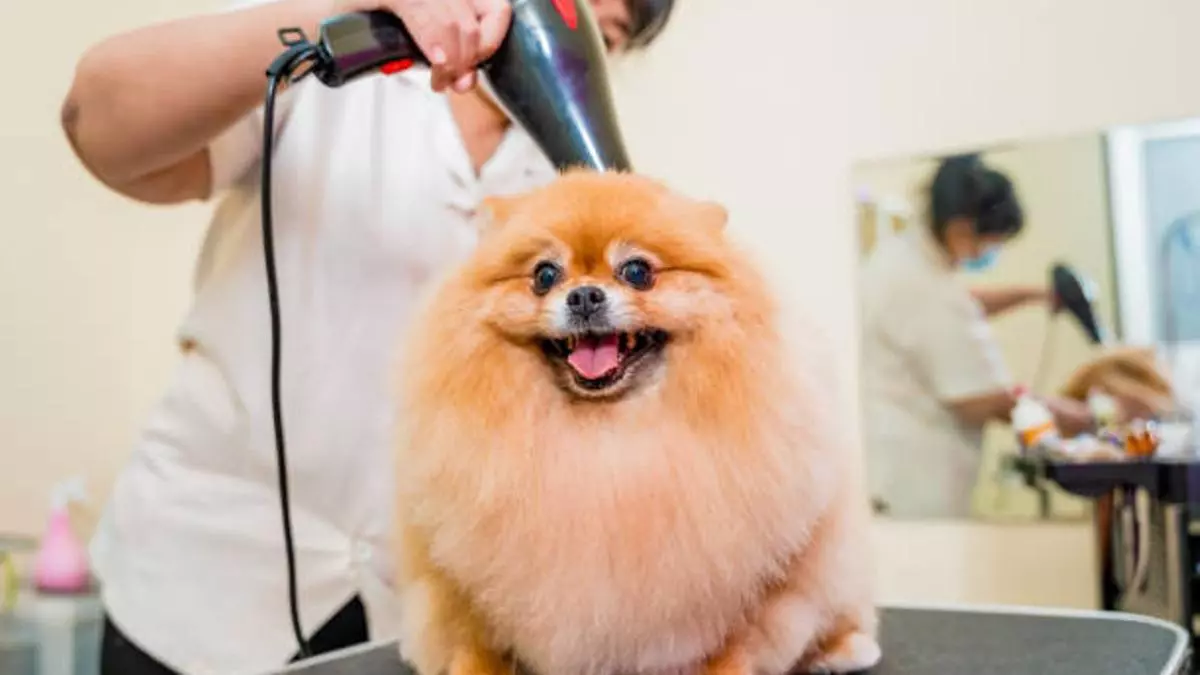 Una peluquera canina lanza esta advertencia sobre estos locales: «Es una vergüenza»