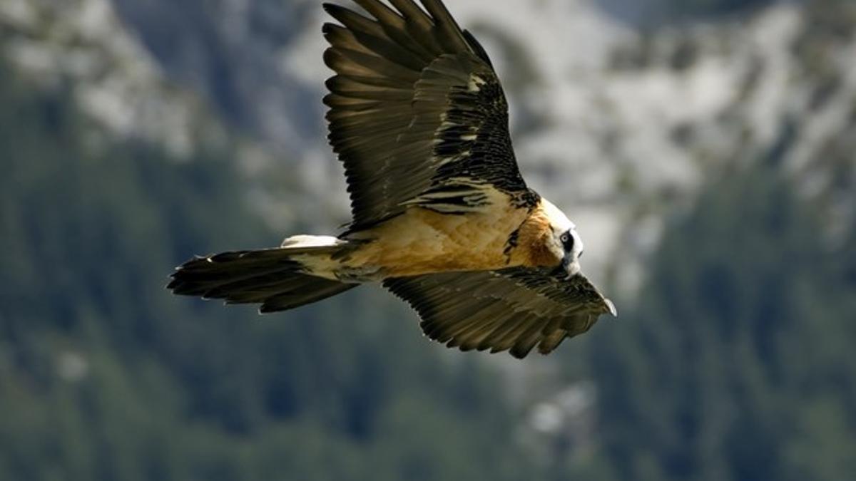 Un quebrantahuesos en la sierra de Cazorla, en septiembre del 2009.