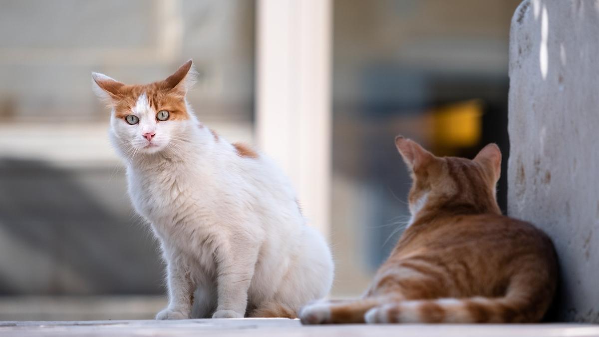 Seguro para mascotas: estos son los más económicos