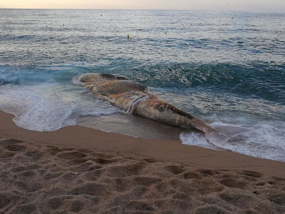 Apareix una balena morta a la platja gran de Lloret de Mar