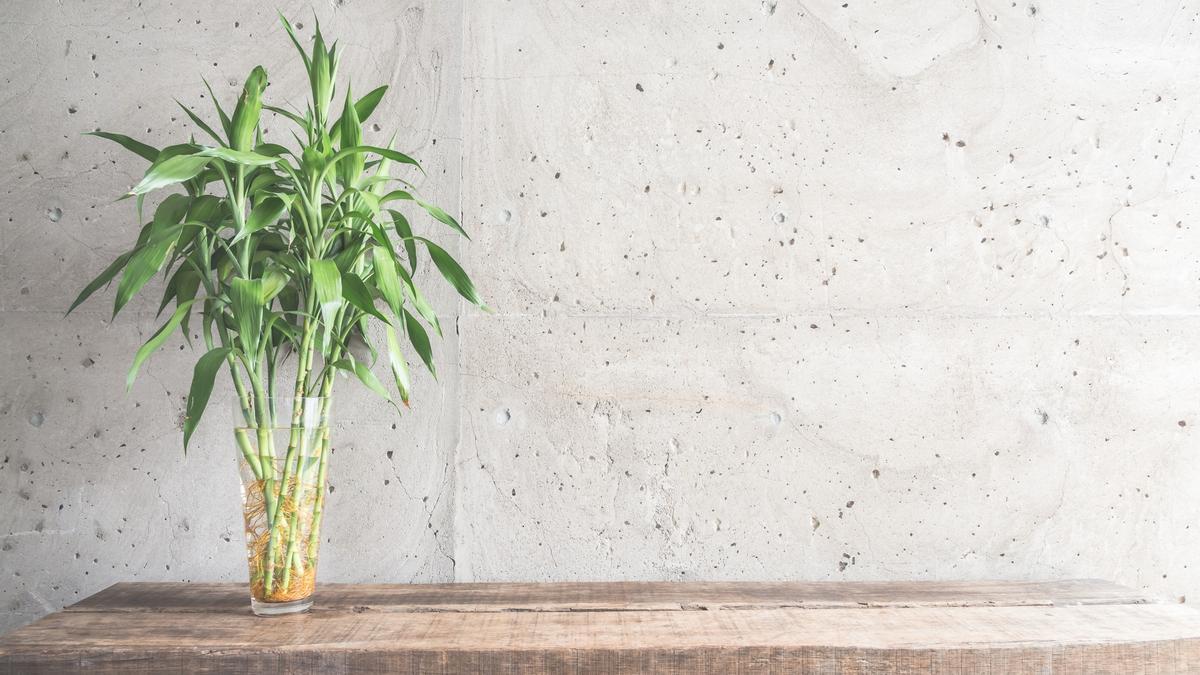 Plantas de interior: Bambú de la suerte: trucos y cuidados para que siempre  esté espectacular