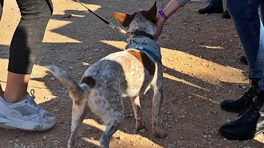 Primera feria de adopción de animales en San Vicente del Raspeig.