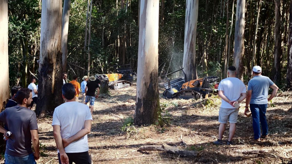 Actividades en el monte.