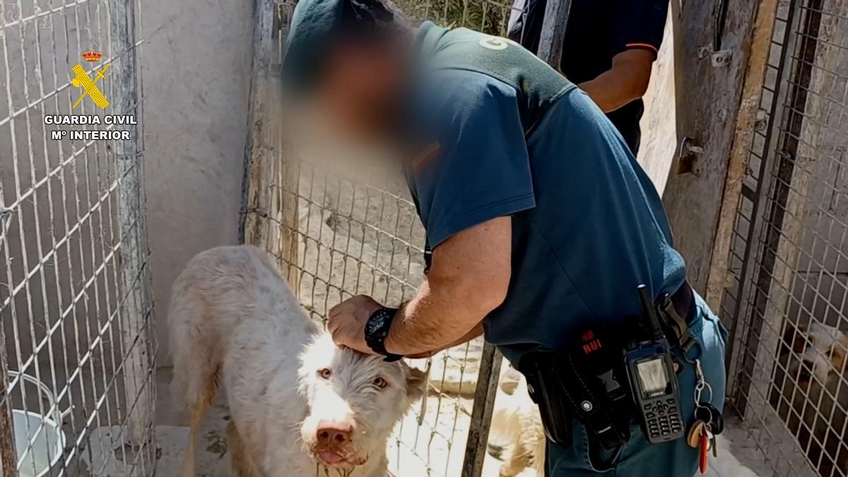Operación de la Guardia Civil contra el maltrato animal.