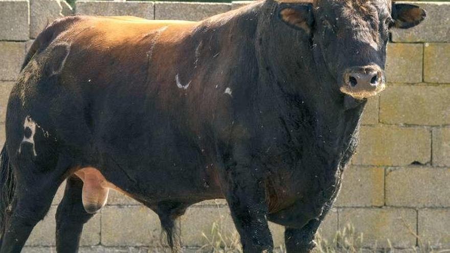 &quot;Príncipe&quot;, el Toro de la Vega de este año.