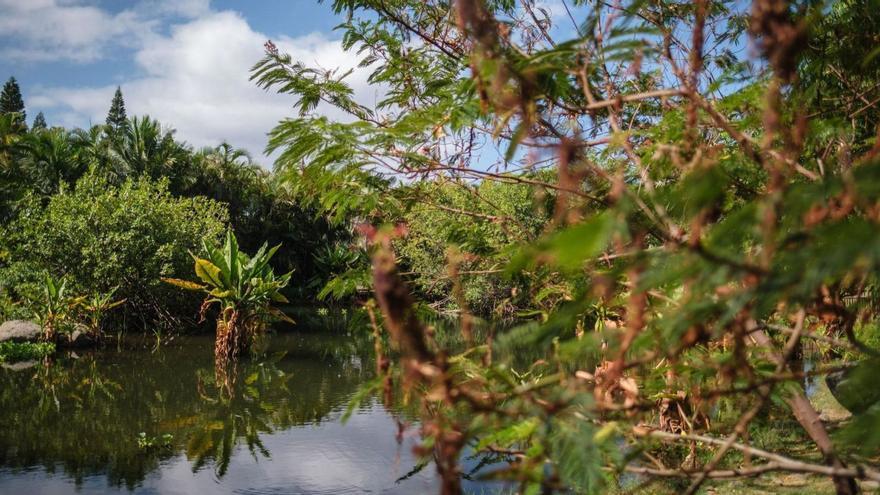 Interior del jardín botánico del Palmetum, en Santa Cruz de Tenerife. | | ANDRÉS GUTIÉRREZ