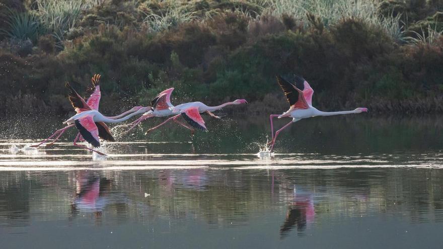 Cada vez menos aves en invierno en las islas