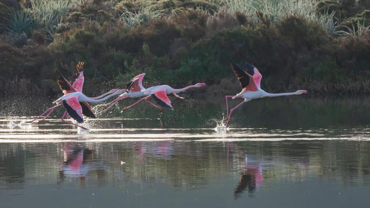 Grupo de flamencos en el Parque Natural de ses Salines de Ibiza.