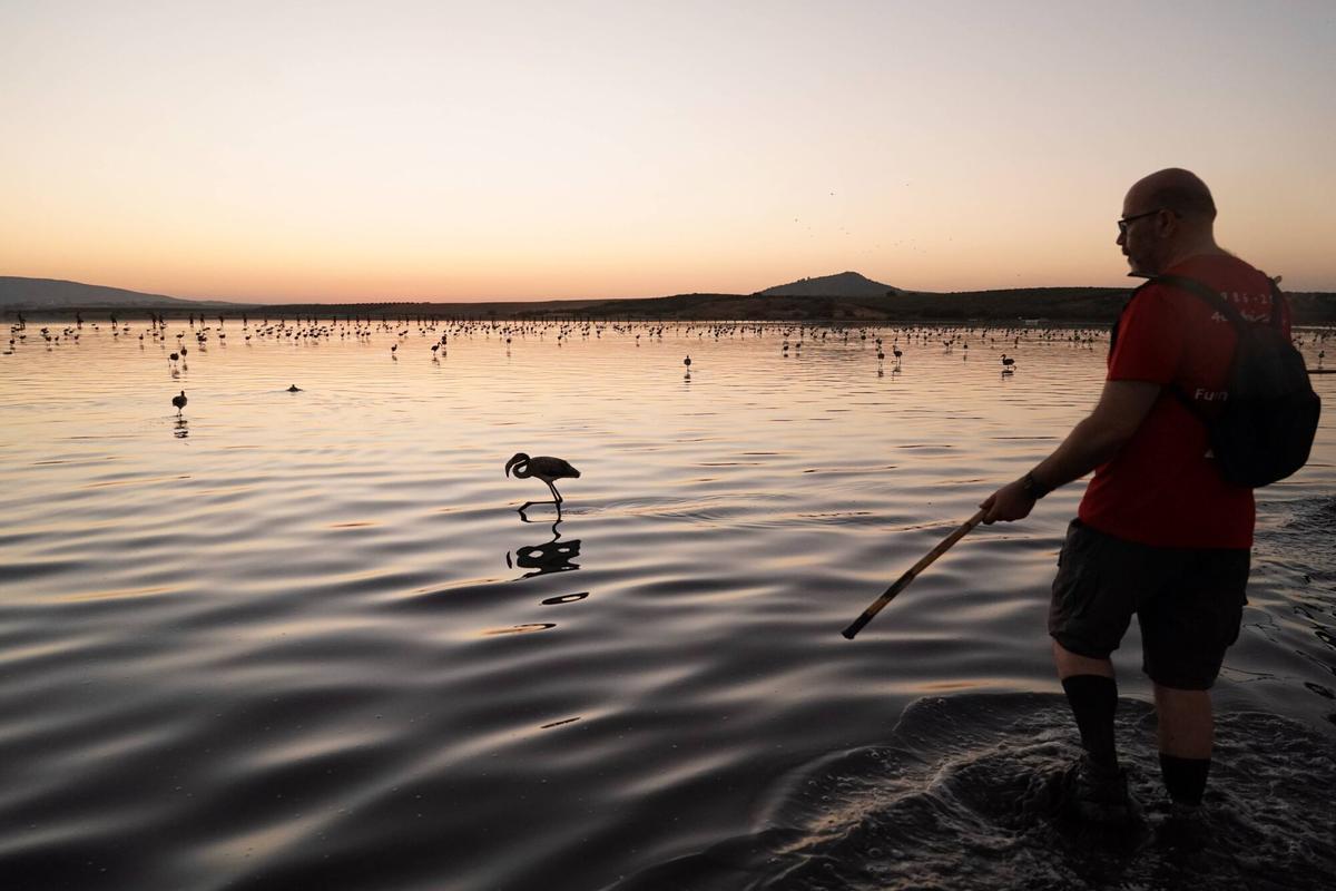 Mas de 400 voluntarios asisten al anillamiento de pollos de flamencos en la Laguna de Fuente de Piedra