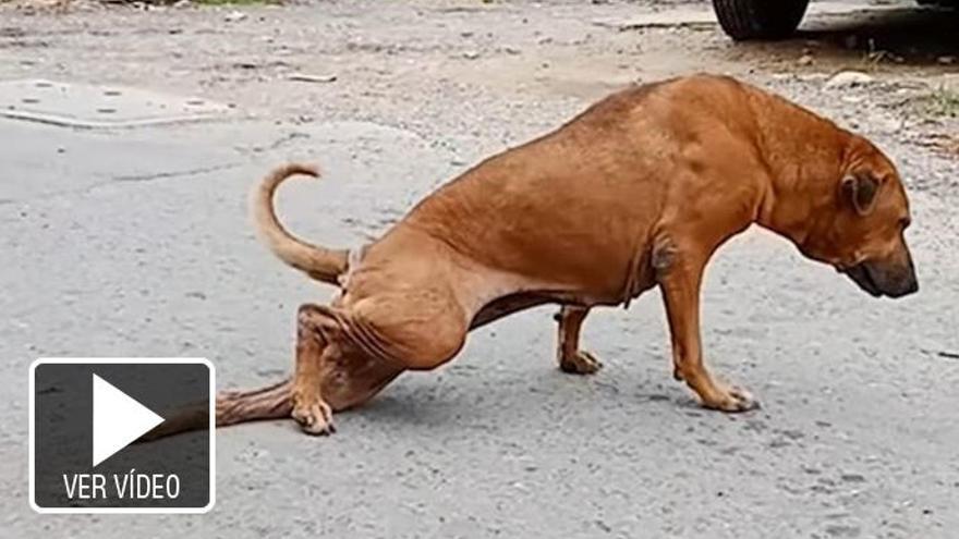 La perra que finge estar coja para conseguir comida