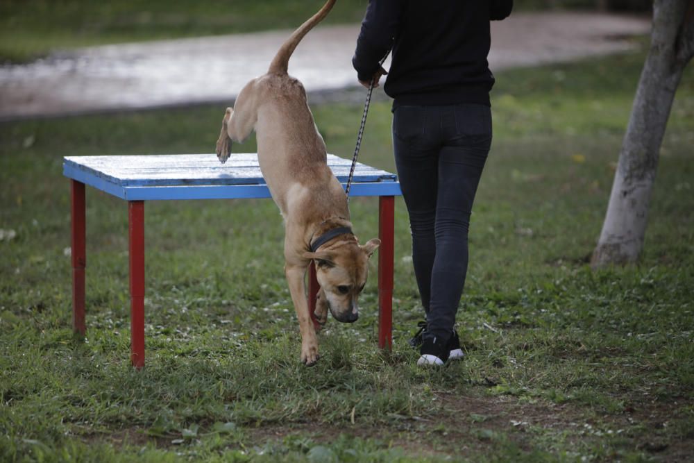 Wer rettet einen Hund aus Son Reus vor dem Tod?