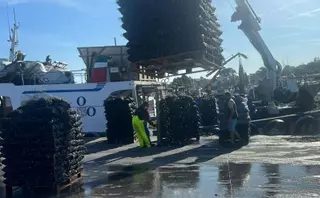 Con el mejillón "en comida" se animan los puertos