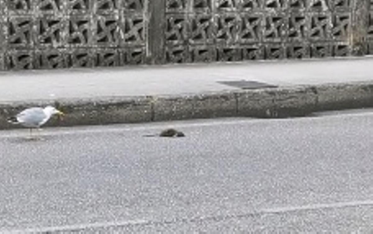 PLAGA DE RATAS EN PORRIÑO: Denuncian que las ratas "rillan" la fibra ...