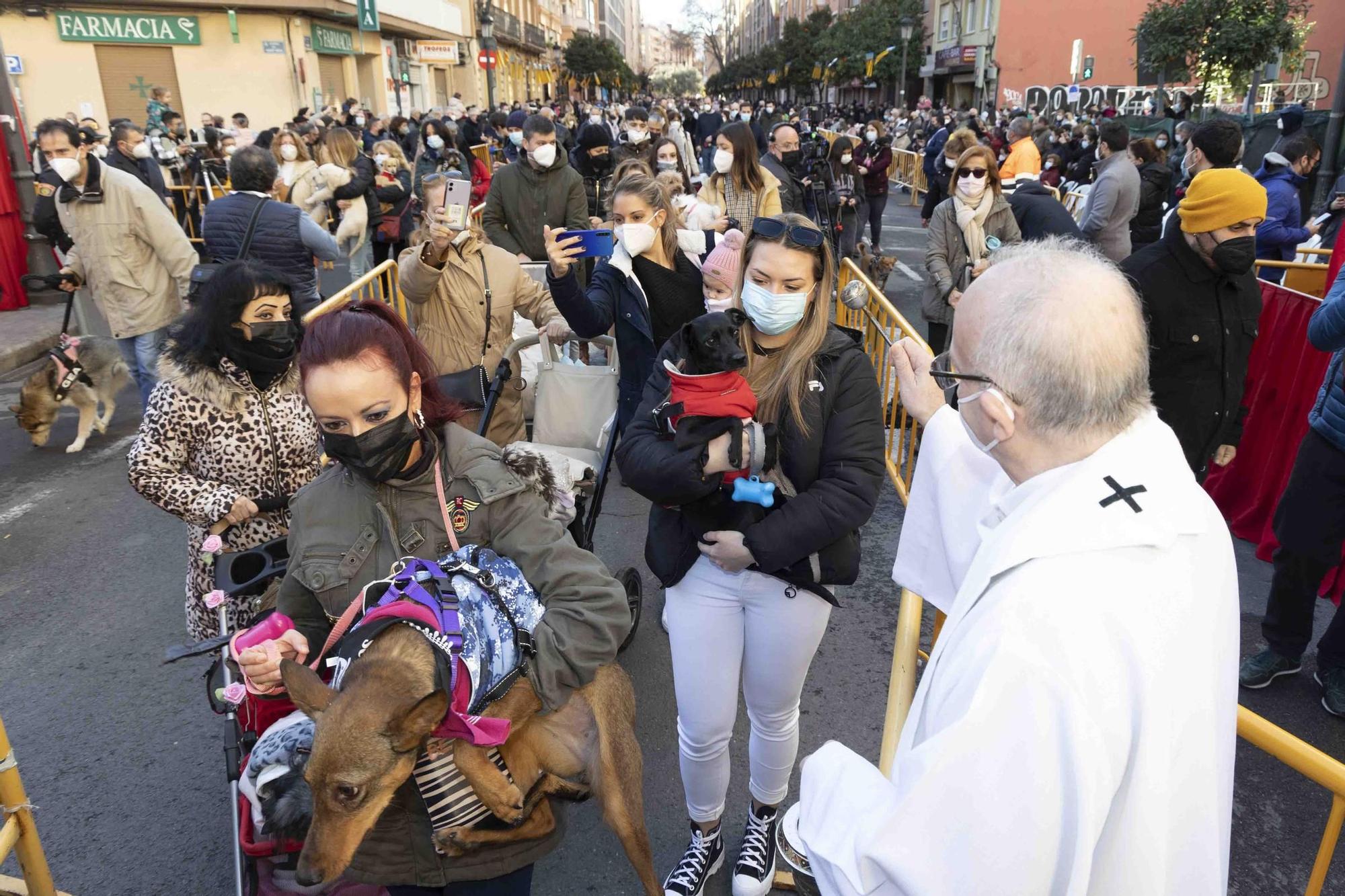 Búscate en la bendición de animales de Sant Antoni