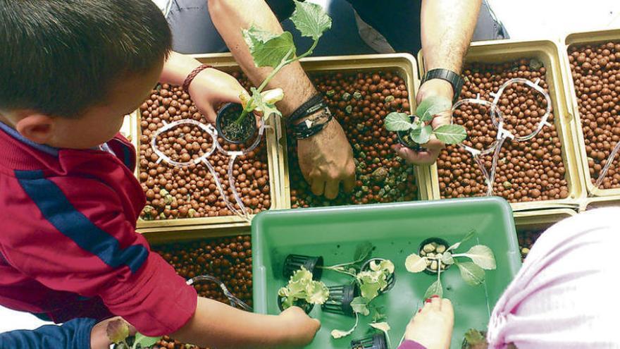 Momento de la plantación de las hortalizas en los contenedores donde se han instalado los tubos por los que circula el agua.