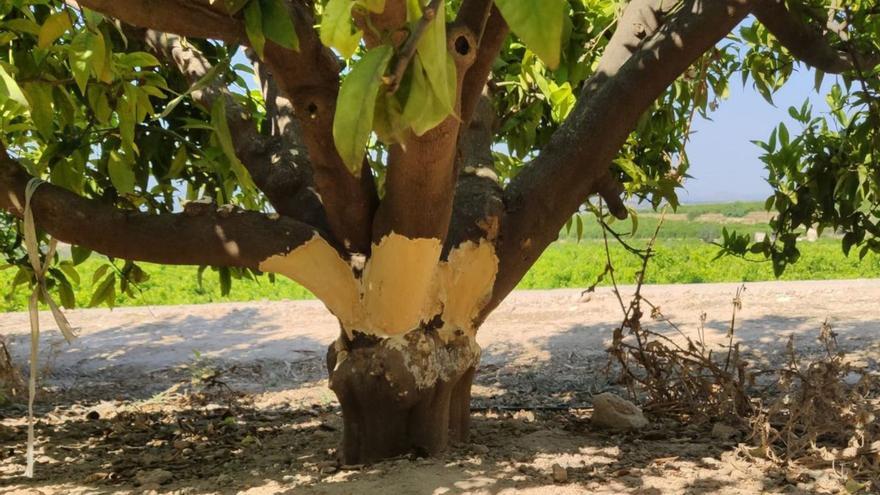 La expansión incontrolada de la fauna salvaje acosa a los agricultores valencianos