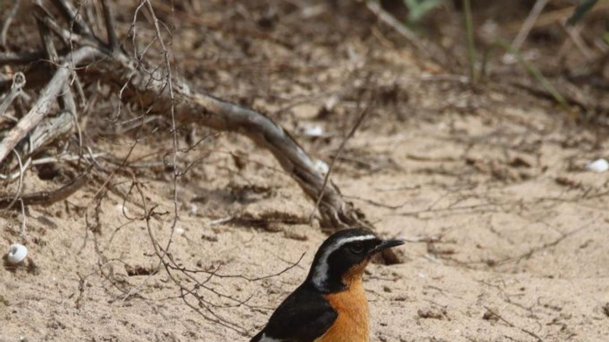 Las calimas traen a la Devesa de  l’Albufera aves del norte de África