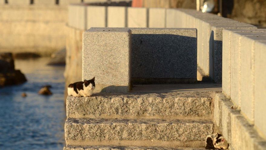A Illa inicia el proceso para esterilizar diez colonias de gatos callejeros