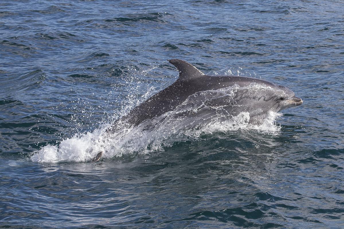 Tursiops Truncatus