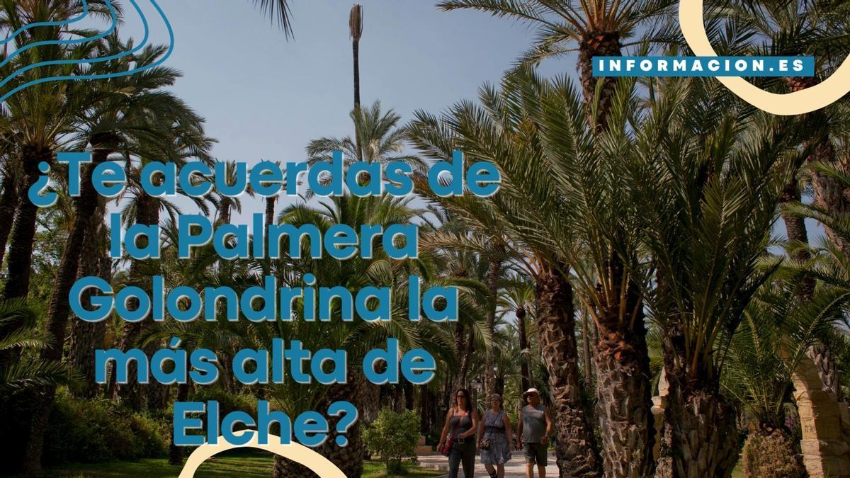 ¿Te acuerdas de la Palmera Golondrina la más alta de Elche?