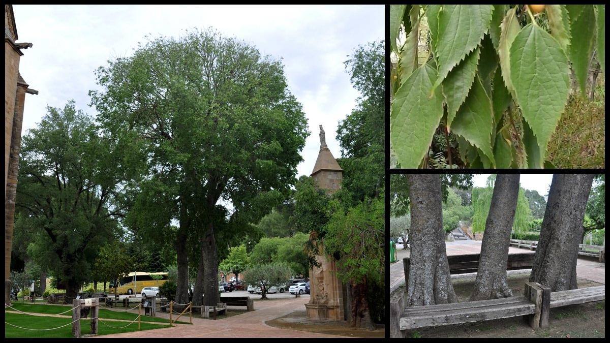 almez-les-avellanes-lledoner