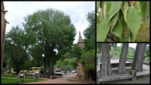 ficha-ob-almez-les-avellanes