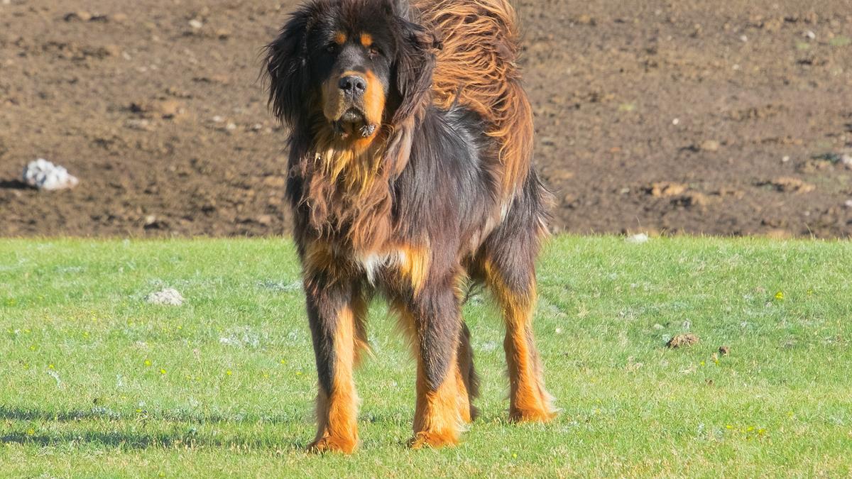 Mastín Tibetano o Dogo del Tíbet: una de las razas de perros más exclusivas