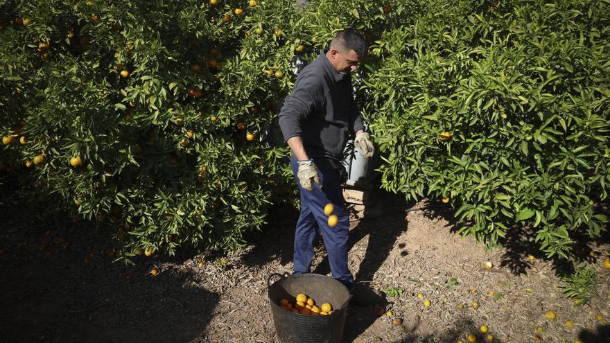 La campaña citrícola de Castellón entra en la segunda parte con precios que superan los 0,45 euros