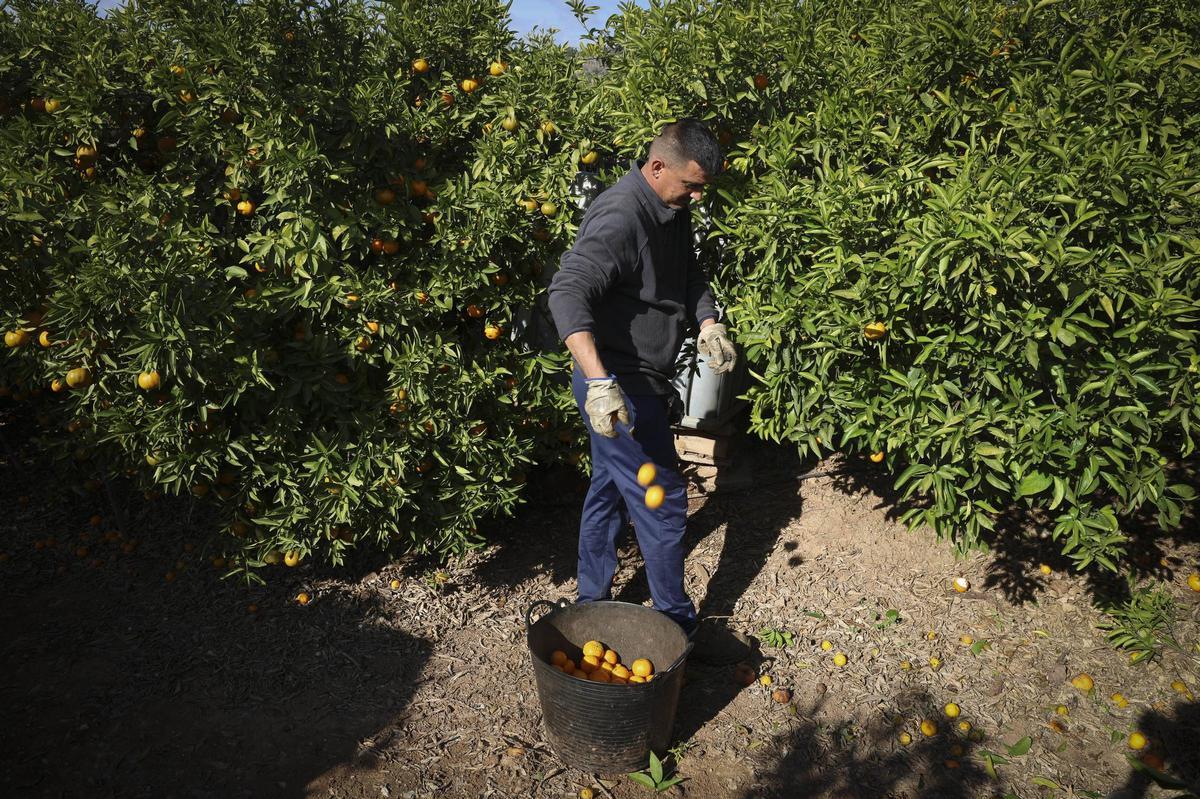 Un collidor recoge mandarinas en una finca citrícola.