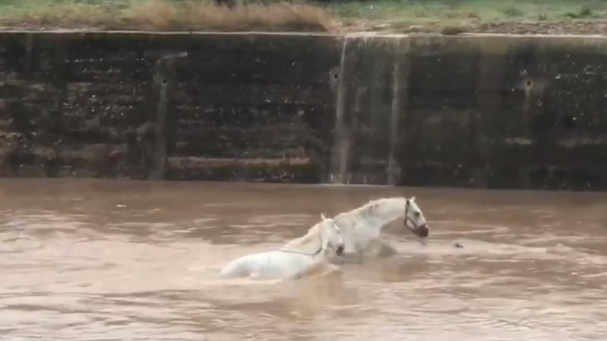 Imagen de los caballos atrapados en el agua del río magro por las lluvias.