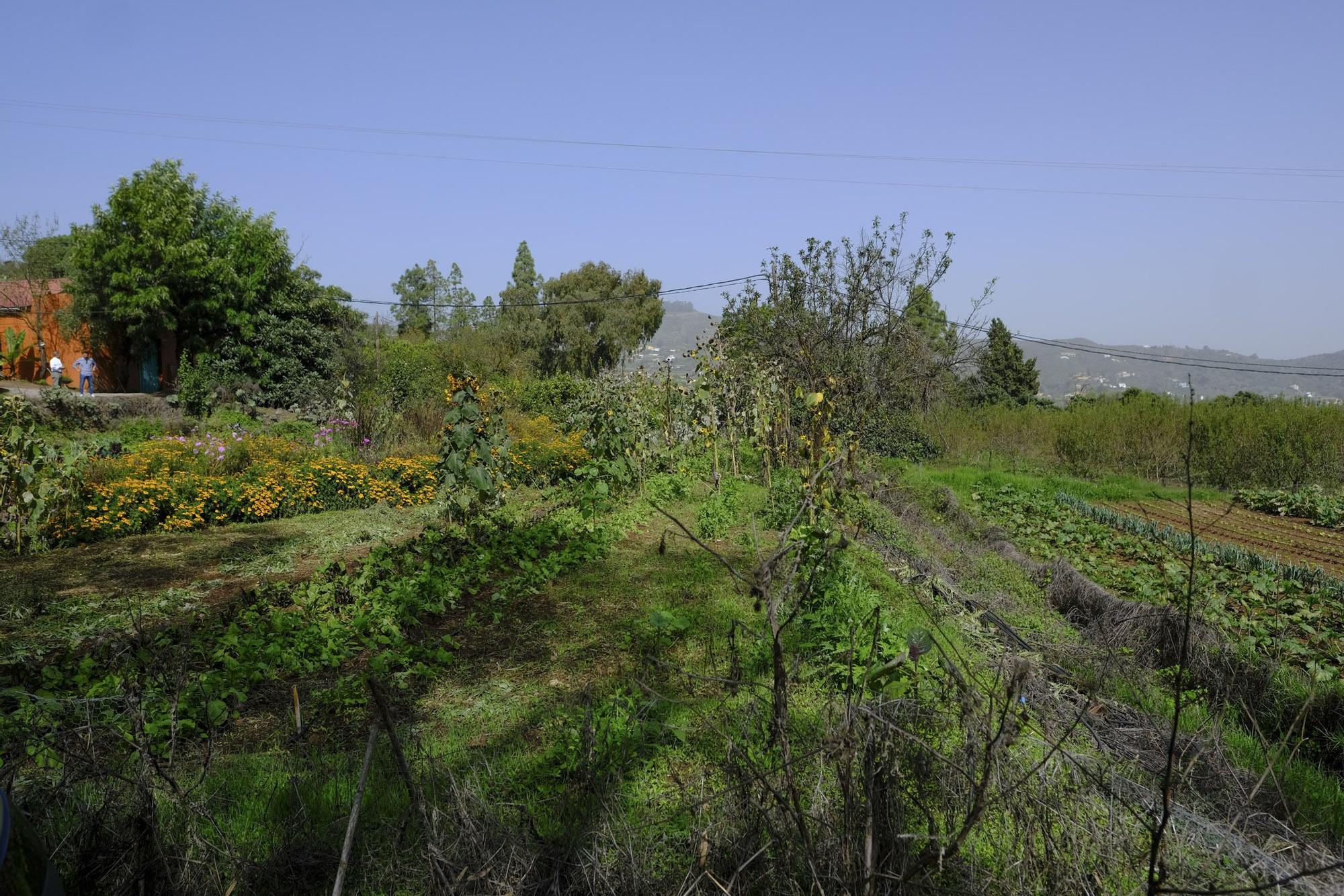 Visita a Ecohuerta Canaria