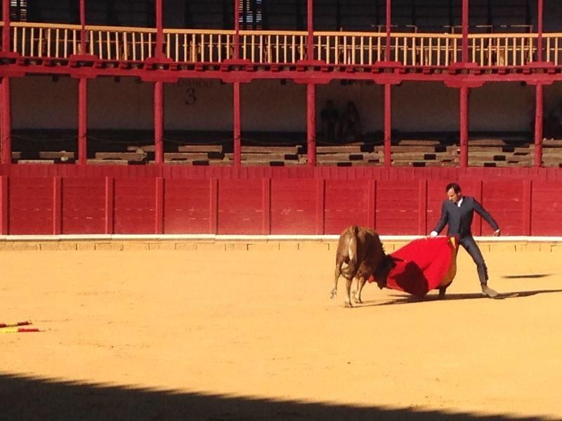 Fiestas en Toro | Becerrada de las peñas