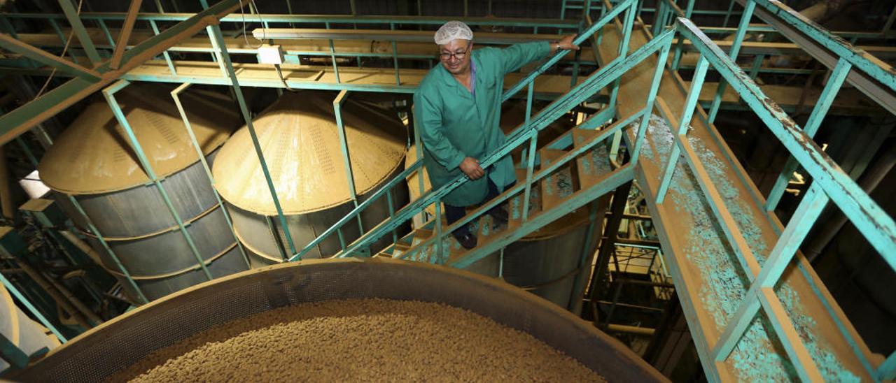 Las instalaciones que la Cooperativa del Mañán posee en Pinoso están recibiendo toneladas de almendra procedentes de 22 provincias de toda España.