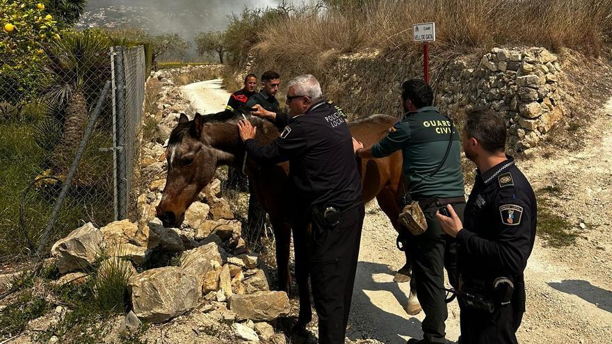 Objetivo: salvar a los animales en el incendio del valle del Montgó