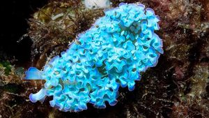 Una babosa marina Elysia crispata.